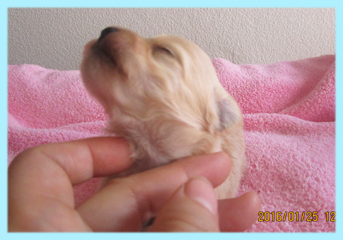 ミックス チワプー クリーム オス 子犬販売の専門店 AngelWan 横浜