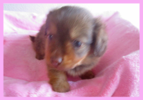 ミックス チワックス メス 子犬販売の専門店 AngelWan 横浜