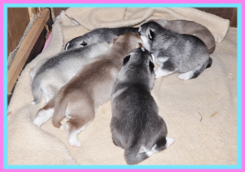 シベリアンハスキー　子犬販売の専門店　AngelWan　横浜