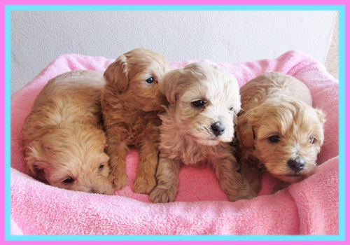 ミックス　マルプー　子犬販売の専門店　AngelWan　横浜