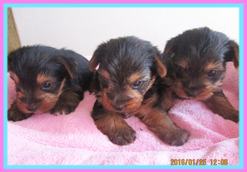 ヨークシャーテリア 子犬販売の専門店 AngelWan 横浜