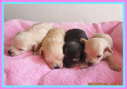 ミックス チワプー 子犬販売の専門店 AngelWan 横浜