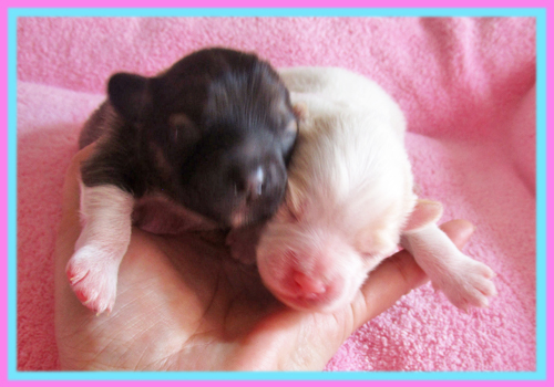 ミックス パピポメ 子犬販売の専門店 AngelWan 横浜