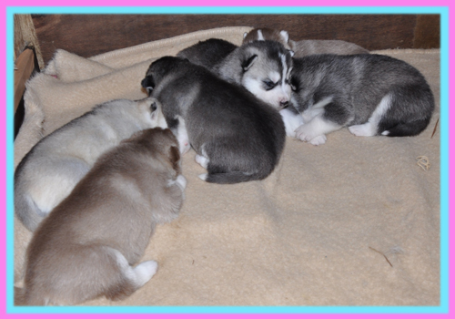 シベリアンハスキー　子犬販売の専門店　AngelWan　横浜