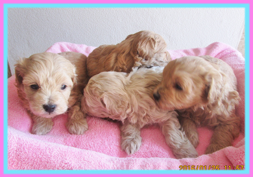 ミックス　マルプー　子犬販売の専門店　AngelWan　横浜