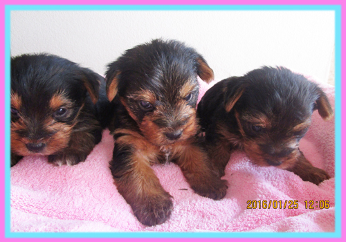 ヨークシャーテリア 子犬販売の専門店 AngelWan 横浜