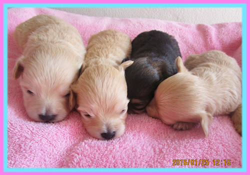 ミックス チワプー 子犬販売の専門店 AngelWan 横浜