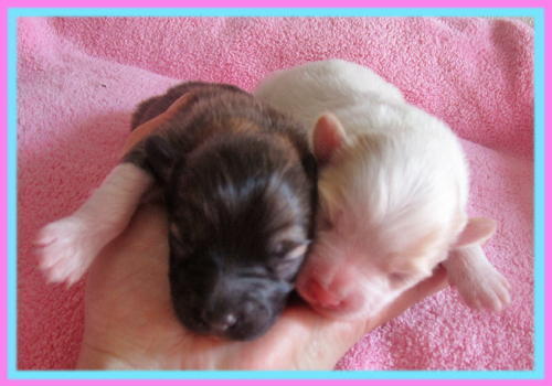 ミックス パピポメ 子犬販売の専門店 AngelWan 横浜