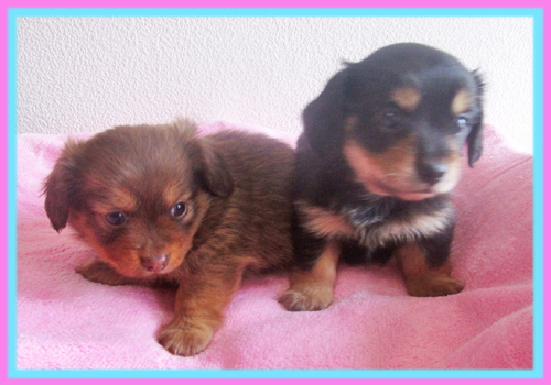 ミックス　チワックス　子犬販売の専門店　AngelWan　横浜