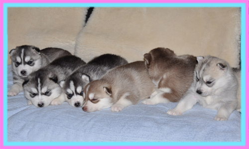 シベリアンハスキー　子犬販売の専門店　AngelWan　横浜