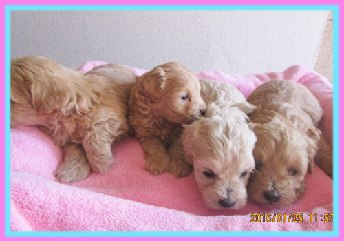 ミックス　マルプー　子犬販売の専門店　AngelWan　横浜