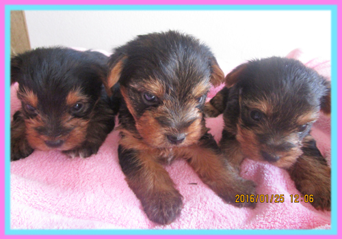 ヨークシャーテリア 子犬販売の専門店 AngelWan 横浜