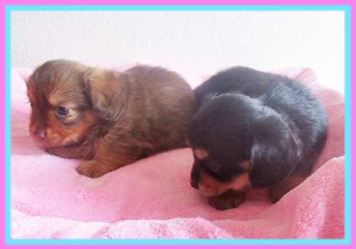 ミックス　チワックス　子犬販売の専門店　AngelWan　横浜