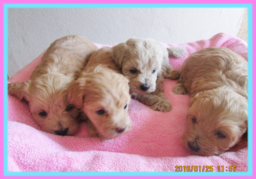 ミックス　マルプー　子犬販売の専門店　AngelWan　横浜