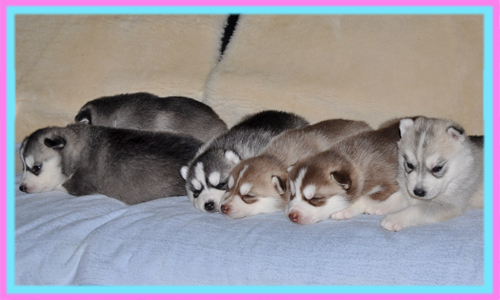 シベリアンハスキー　子犬販売の専門店　AngelWan　横浜