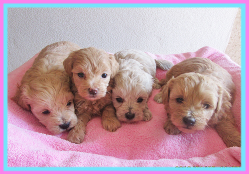 ミックス　マルプー　子犬販売の専門店　AngelWan　横浜