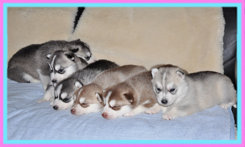 シベリアンハスキー　子犬販売の専門店　AngelWan　横浜