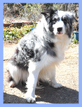 ボーダーコリー　父犬　ブルーマール　子犬販売の専門店　AngelWan　横浜