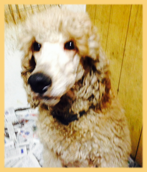 スタンダードプードル 母犬 子犬販売の専門店 AngelWan 横浜