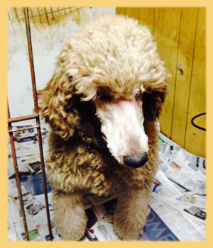 スタンダードプードル 母犬 子犬販売の専門店 AngelWan 横浜