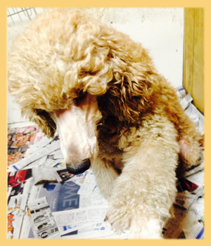 スタンダードプードル 母犬 子犬販売の専門店 AngelWan 横浜