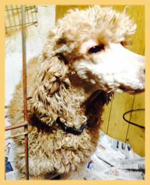 スタンダードプードル　母犬　子犬販売の専門店　AngelWan　横浜