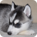 シベリアンハスキー　ブラック＆ホワイト　メス　子犬販売の専門店　AngelWan　横浜
