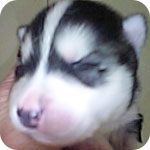 シベリアンハスキー　ブラック＆ホワイト　オス　子犬販売の専門店　AngelWan　横浜