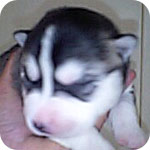 シベリアンハスキー　ブラック＆ホワイト　オス　子犬販売の専門店　AngelWan　横浜