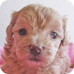 ミックス　マルプー　アプリコット　メス　子犬販売の専門店　AngelWan　横浜