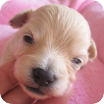 ミックス　チワプー　クリーム　メス　子犬販売の専門店　AngelWan　横浜