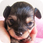 ミックス　チワプー　ブラック＆タン　メス　子犬販売の専門店　AngelWan　横浜