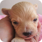 ミックス チワプー クリーム オス 子犬販売の専門店 AngelWan 横浜