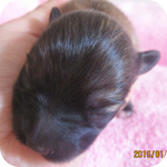 ミックス パピポメ オス 子犬販売の専門店 AngelWan 横浜