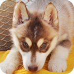 シベリアンハスキー　レッド＆ホワイト　オス　子犬販売の専門店　AngelWan　横浜