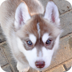 シベリアンハスキー　レッド＆ホワイト　メス　子犬販売の専門店　AngelWan　横浜