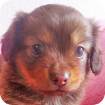 ミックス チワックス メス 子犬販売の専門店 AngelWan 横浜