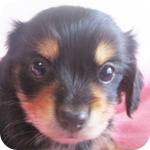 ミックス　チワックス　オス　子犬販売の専門店　AngelWan　横浜