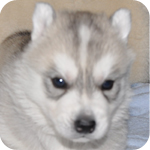 シベリアンハスキー　シルバー＆ホワイト　メス　子犬販売の専門店　AngelWan　横浜