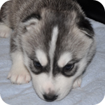 シベリアンハスキー　ブラック＆ホワイト　メス　子犬販売の専門店　AngelWan　横浜