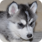 シベリアンハスキー　ブラック＆ホワイト　オス　子犬販売の専門店　AngelWan　横浜
