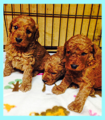 スタンダードプードル レッド オス 子犬販売の専門店 AngelWan 横浜