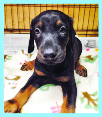 ドーベルマン ブラックタン オス 子犬販売の専門店 AngelWan 横浜