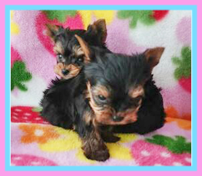 ヨークシャーテリア 子犬販売の専門店 AngelWan 横浜