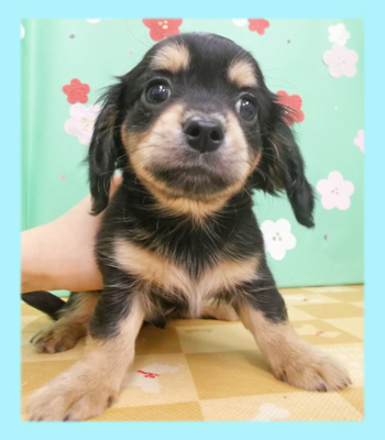 ミックス チワックス オス 子犬販売の専門店 AngelWan