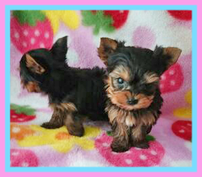 ヨークシャーテリア 子犬販売の専門店 AngelWan 横浜