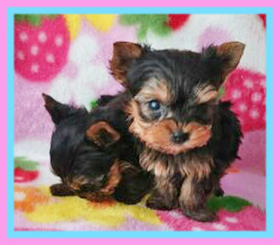 ヨークシャーテリア 子犬販売の専門店 AngelWan 横浜