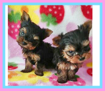 ヨークシャーテリア 子犬販売の専門店 AngelWan 横浜