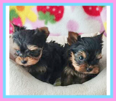 ヨークシャーテリア 子犬販売の専門店 AngelWan 横浜