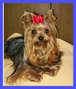 ヨークシャーテリア 父犬 子犬販売の専門店 AngelWan 横浜